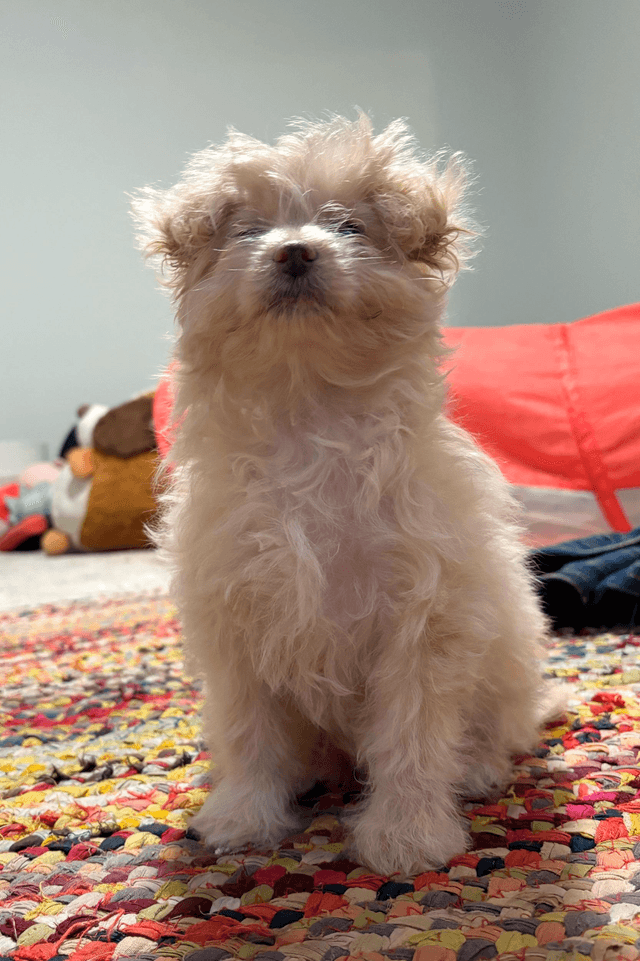 Marshmallow